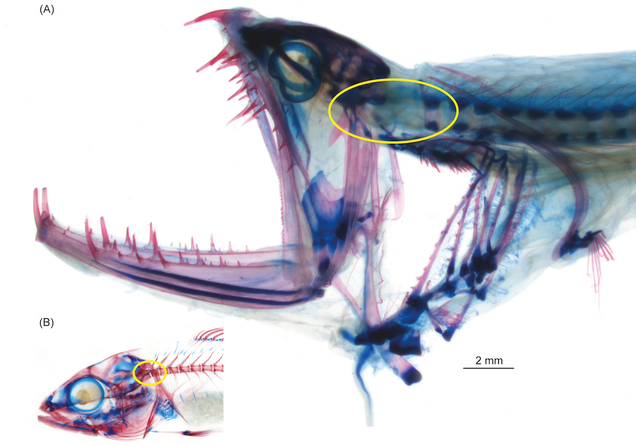 Anatomy of a barbeled dragonfish with a functional head joint (top) contrasted with the normally-rigid head-neck connection of most fish and other vertebrates (bottom). Image: Nalani Schnell, Muséum national d’Histoire naturelle